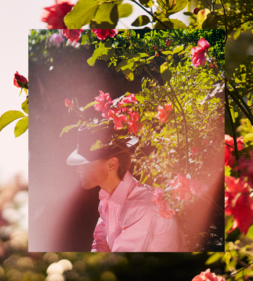 A person wearing a hat and a pink checkered shirt sits among blooming pink roses, partially obscured by flowers and soft sunlight.